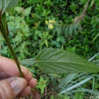 Tadehagi triquetrum (L.) H.Ohashi